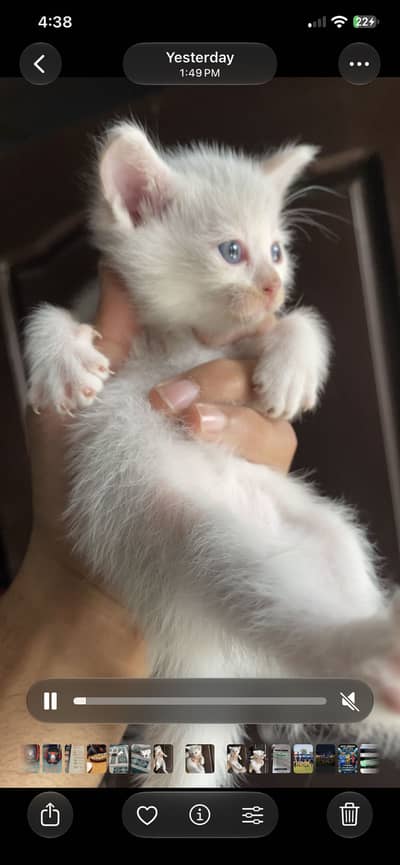 Ragdoll persian mix breed
