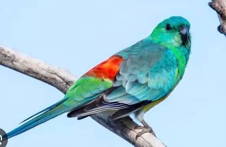 Rump parrots