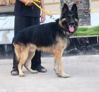 German shepherd