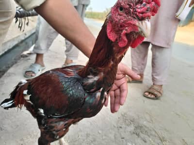 Aseel pure desi