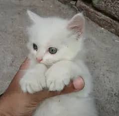 persian punch face triple coated kittens
