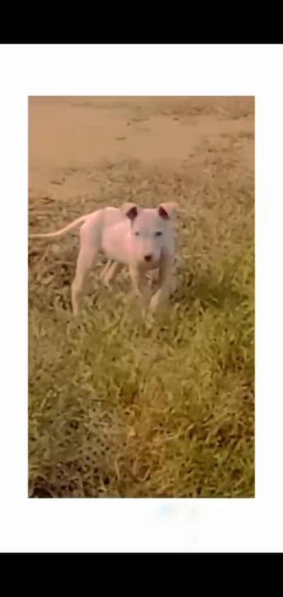 healthy and active gulter pupy