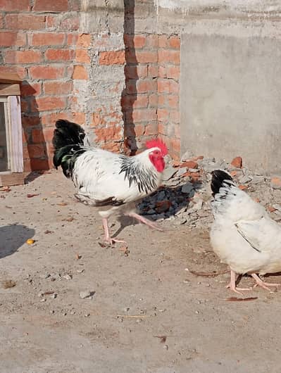 light sussex | Heritage light sussex | 7 days old chicks  | Fertile e