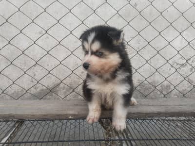 husky puppies