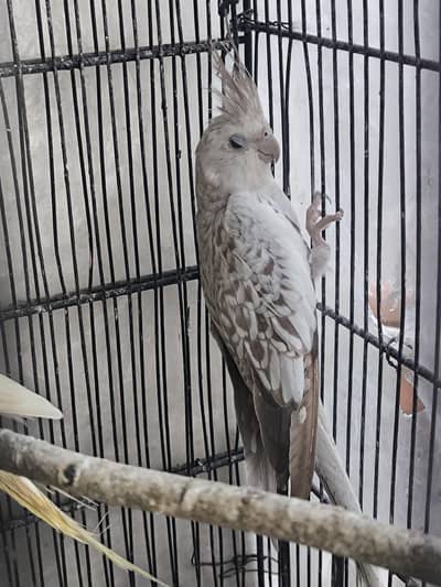 love birds 3 pair hai breeder pair cocktail ki female hai bus ek