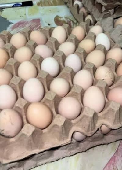 100% Fertile or Desi Eggs | Golden Desi Rooster | Desi Chicks for Sale