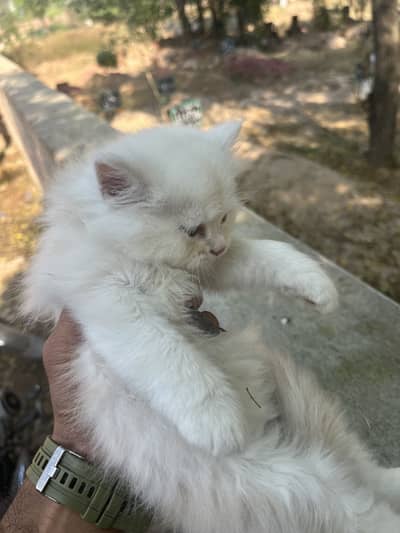 Cat for sale