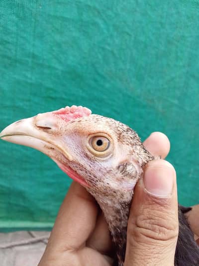 aseel chicks heavy quality