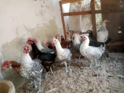 golden misri eggs laying patha available