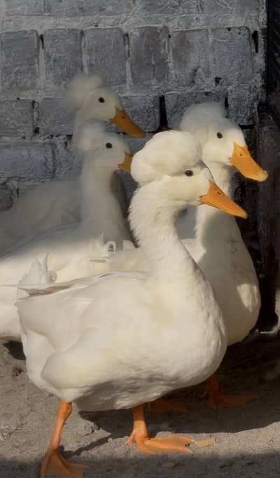 Creasted and cayuga ducks