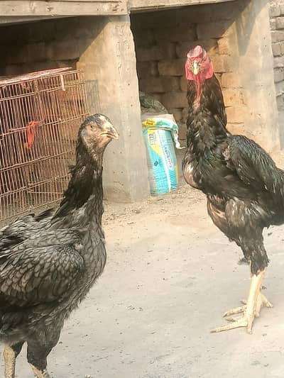 takreeban 2 sal k he healthy active ande de Rahi he dono argent sale