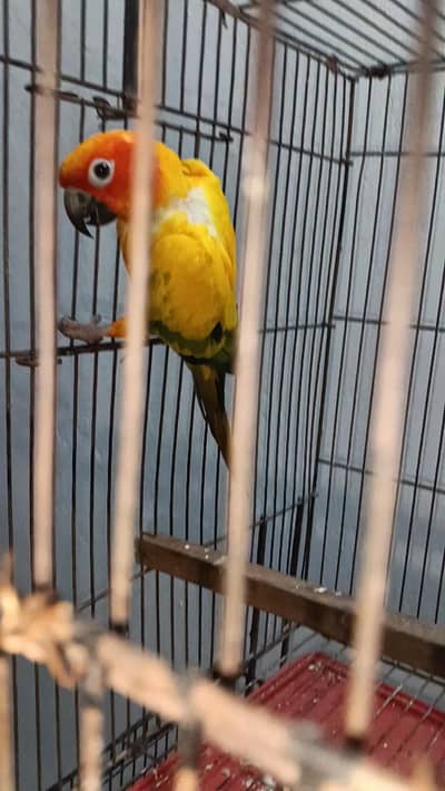 Sun conure Breeder Male