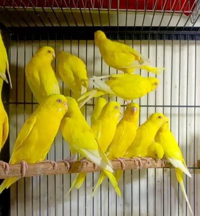 Australian parrot breeder
