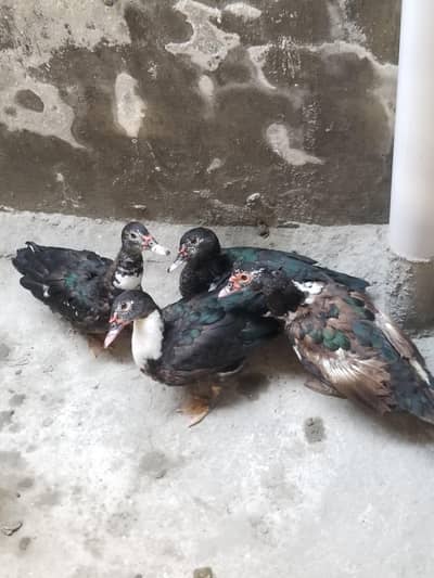 Ducks For Sale