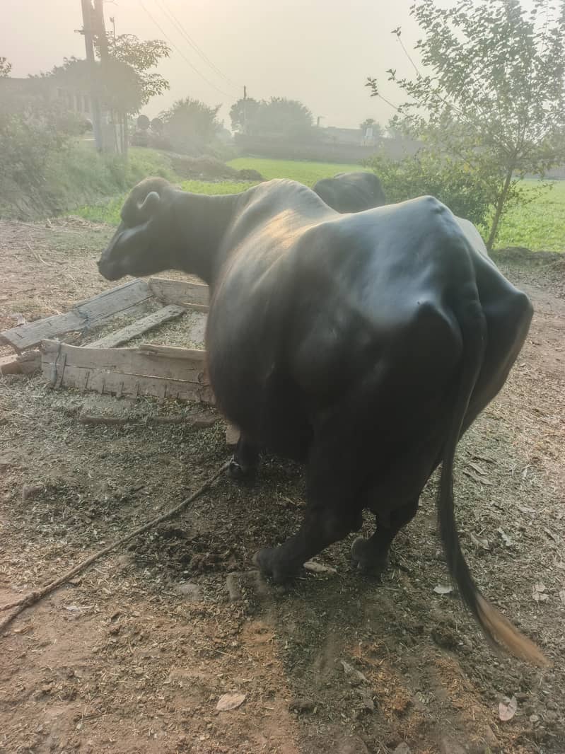 buffalo 0