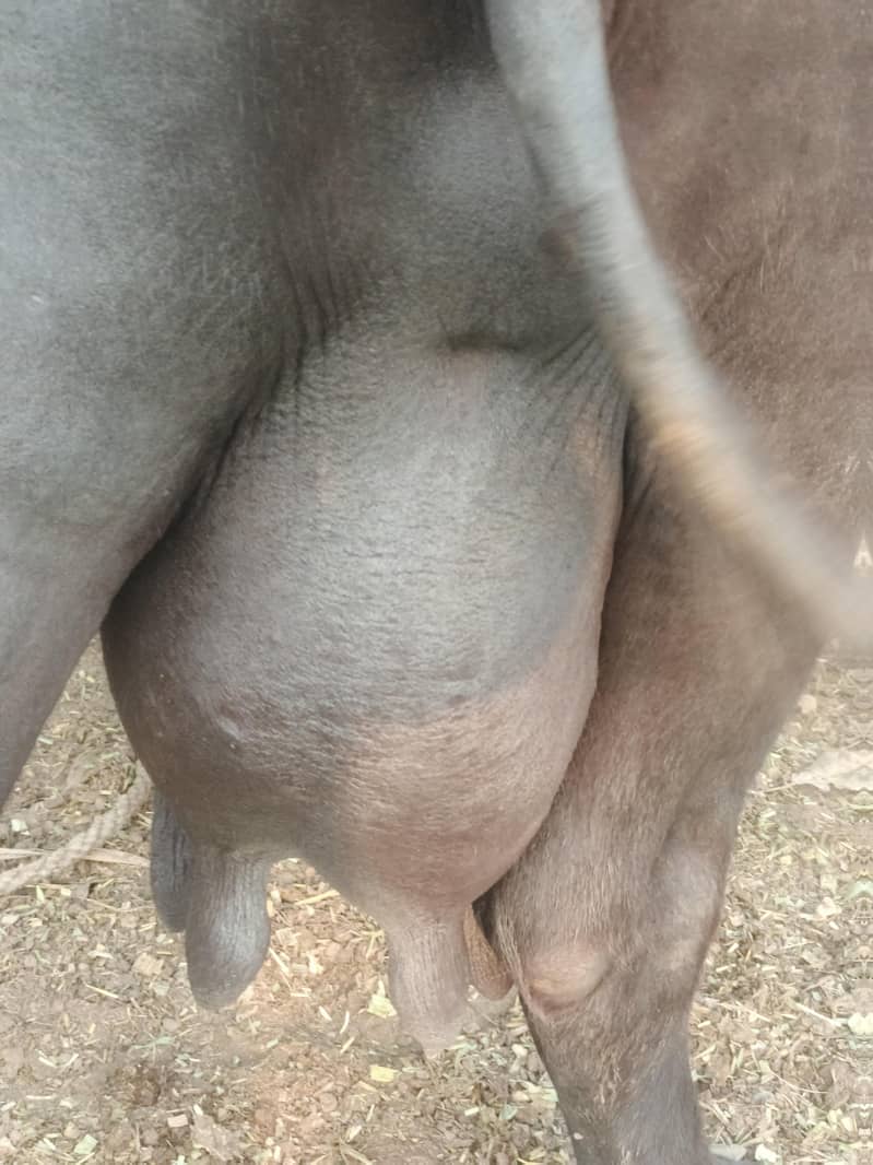 buffalo 3