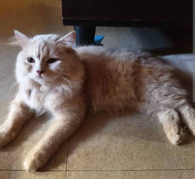 Whatsapp number 03466348256 Cat Persian