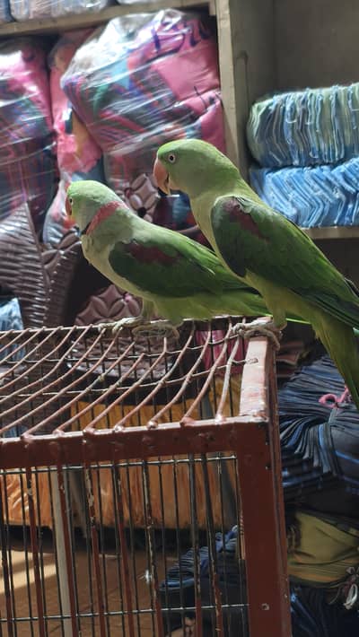 Raw parrot breedar pair