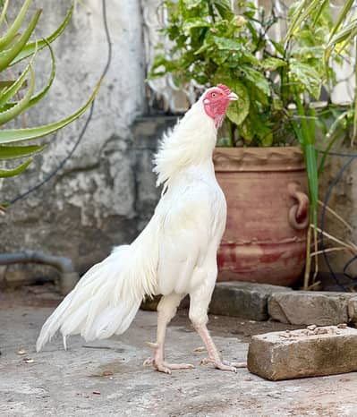 Aseel High Quality Boski Breeder Murgha
