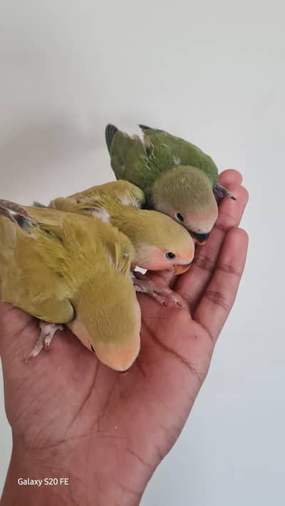 Handtame Lovebirds chicks