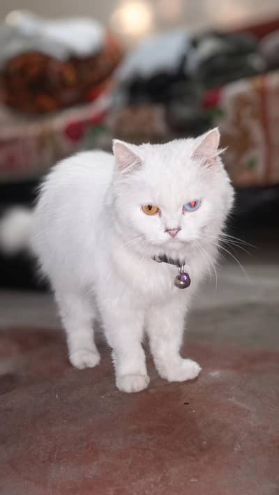 Persian Female Cat