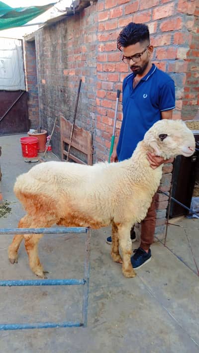 lakha mundra  ⁰32²7⁶28⁵3⁸