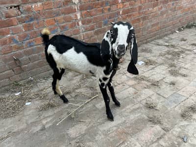 Taddy bakri ha bakery ka sath choddo suny wali ho jay gi