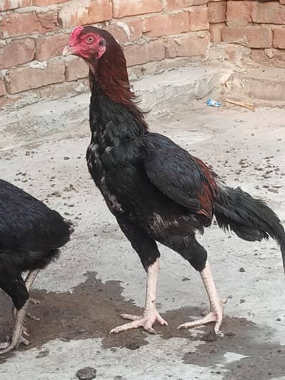 Healthy and active birds
