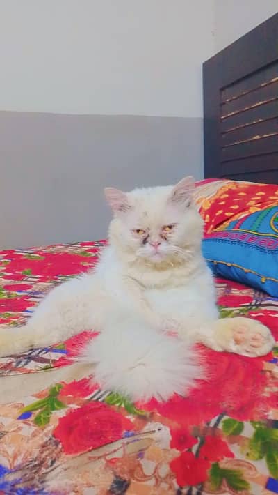 White Persian Cat for Sale – Beautiful & Fluffy