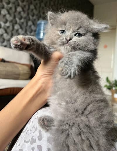 Beautiful & Healthy Kittens WhatsApp 032/66/6963/10