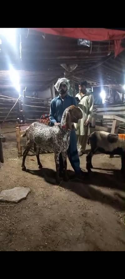 pure makhi cheene double haddi female