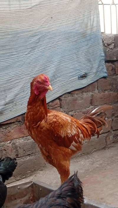 Aseel for sale