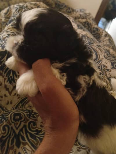 Shihtzu Shihtzu playful toy breed puppy available