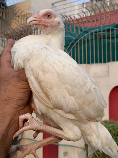 Heera pathi for sale