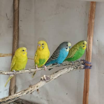 Budgies for Sale