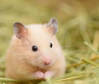 Need Hamster Pair In Multan.