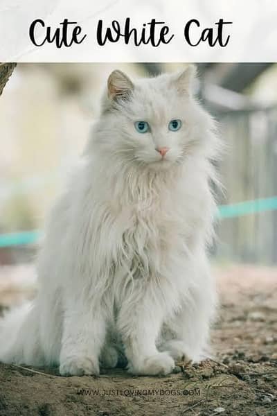 Beautiful Pure White Male Cat for Sale
