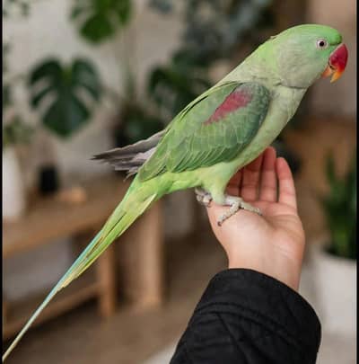 Hand tame Raw parrot