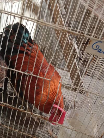 chicken murga for sale