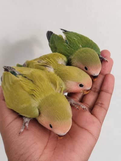 Handtame Lovebirds chicks