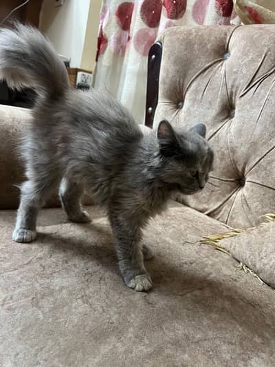 Persian kitten