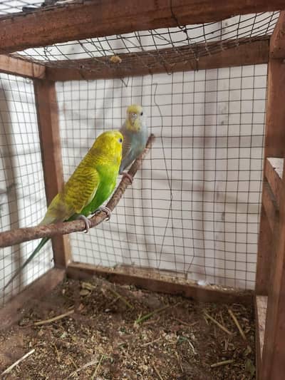 rainbow breeder pair top quality pair urgent sale
