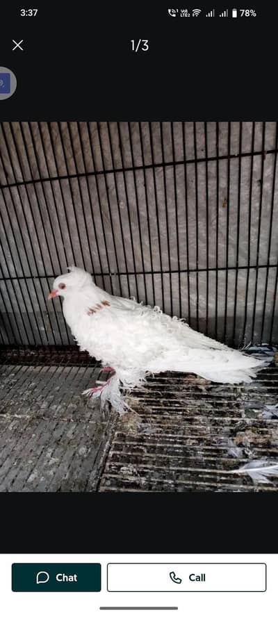 kabootar