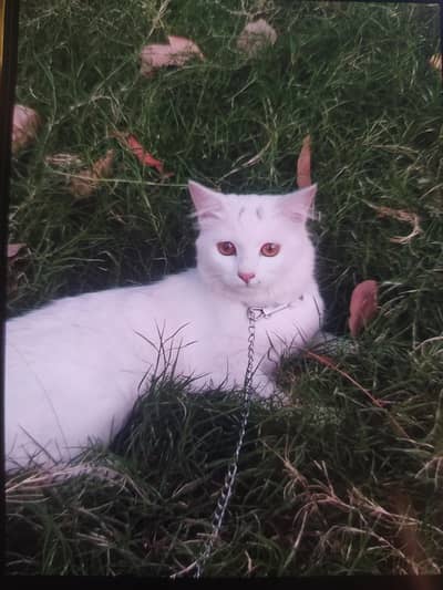 persian kitten
