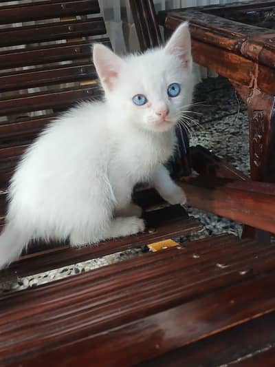 Blue & Od eyes Persian Cat Babies