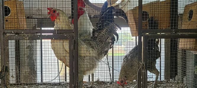Egyptian Fayoumi Breeder Trio Available 03/36/64/8/99/33