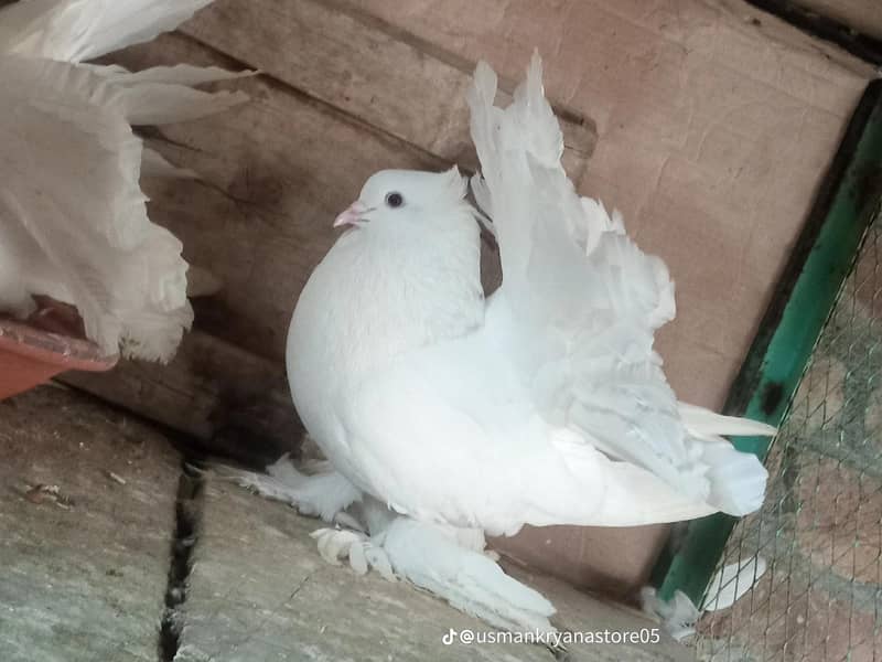 birds 1
