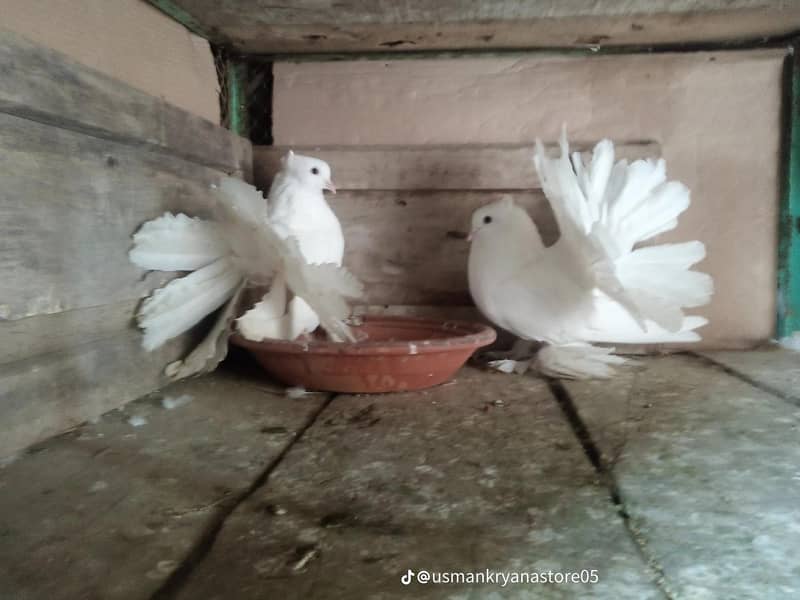 birds 2