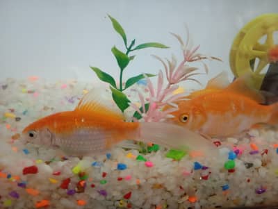 Urgent Sale: Aquarium