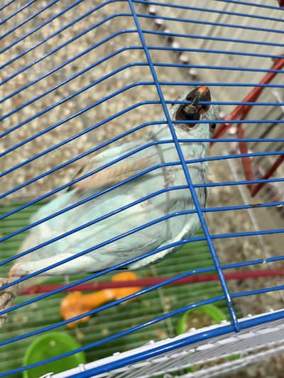 Blue ringneck parrot with cage
